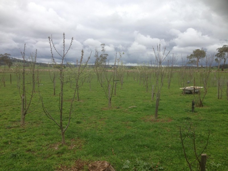 465 Blampied-Mollongghip Rd, Mount Prospect VIC 3364