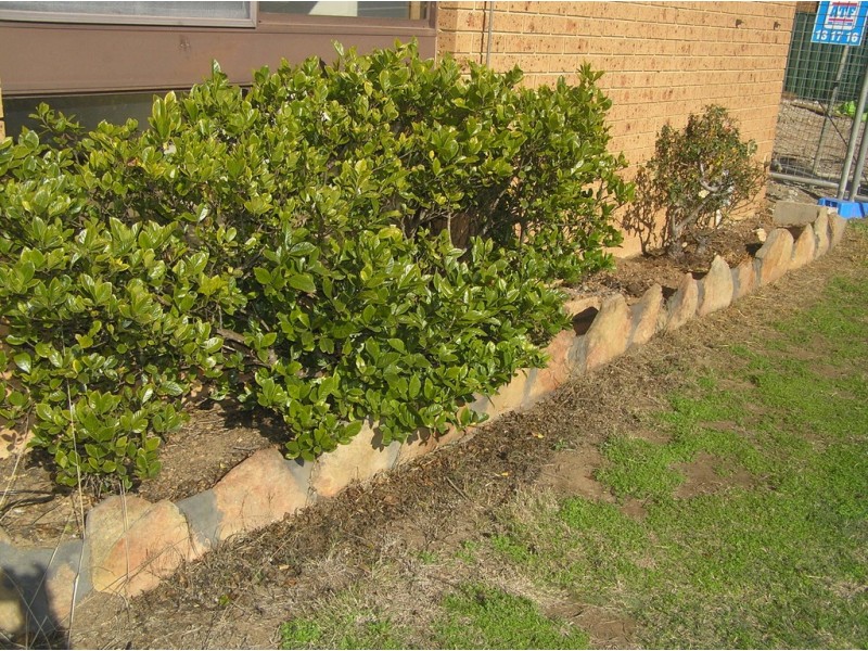 57 Corio Drive, St Clair NSW 2759