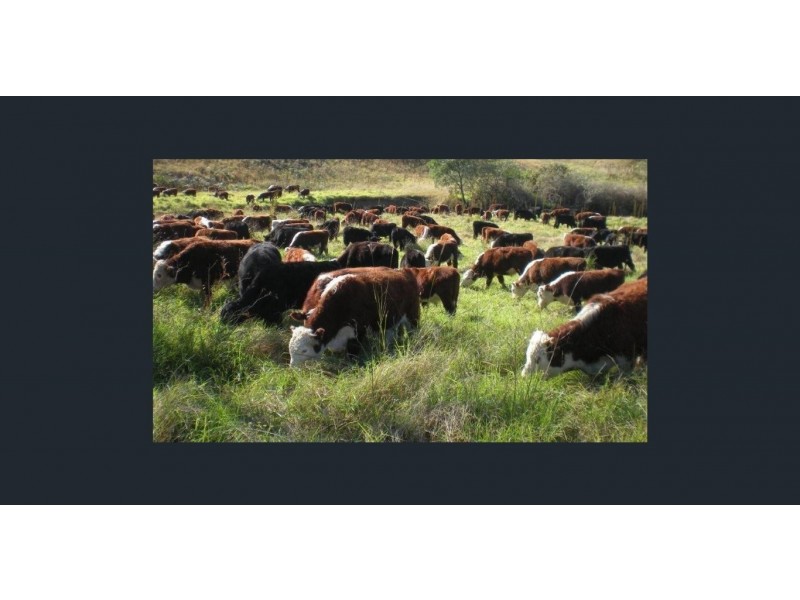 Lot 2 Pine Scrub Road, Kindee NSW 2446