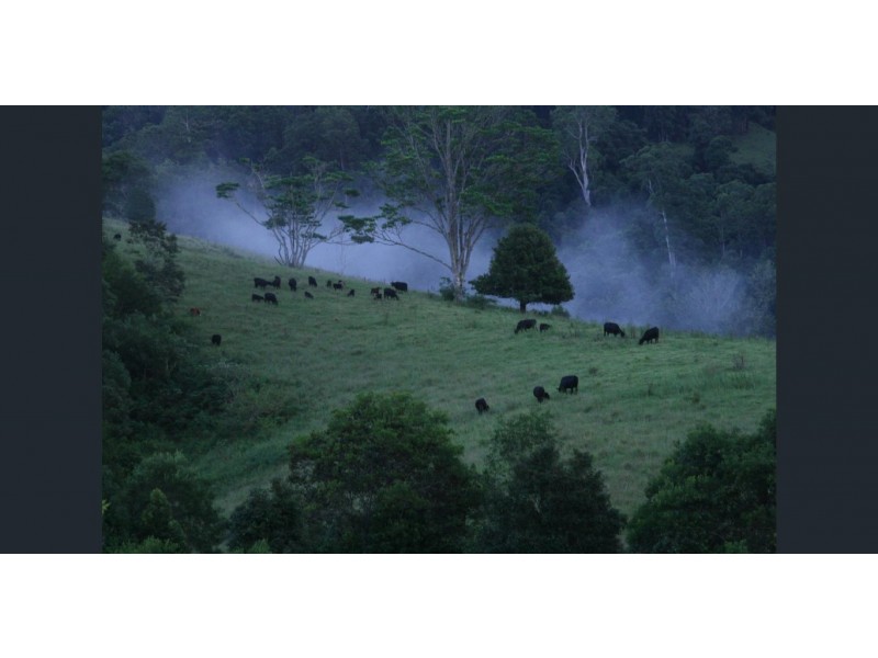 Lot 2 Pine Scrub Road, Kindee NSW 2446