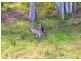 Lot 42 Ridgeview Estate, King Creek NSW 2446