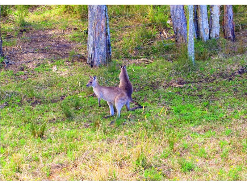 Lot 42 Ridgeview Estate, King Creek NSW 2446