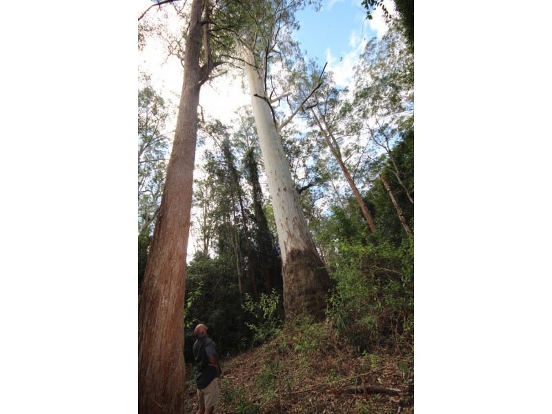 126 Eastern Boundary Road, Bellangry NSW 2446