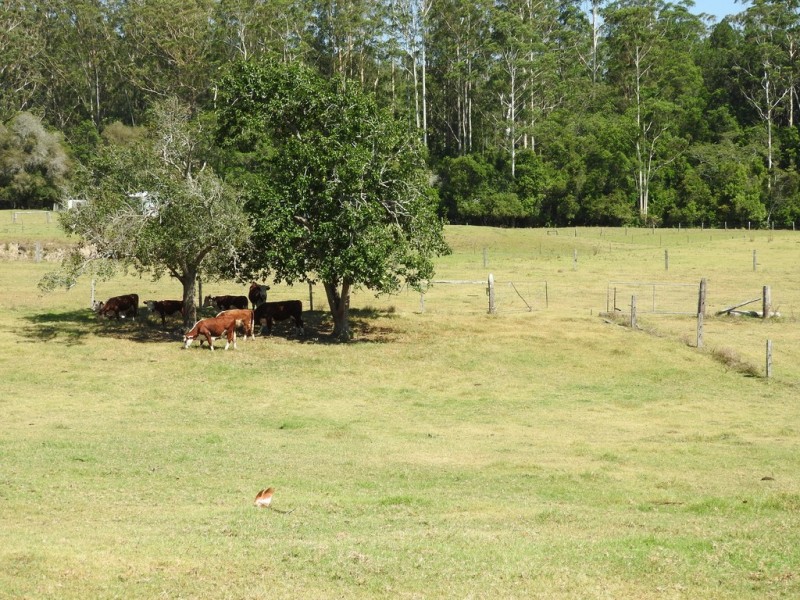 484 Blackbutt Road,, Herons Creek NSW 2443