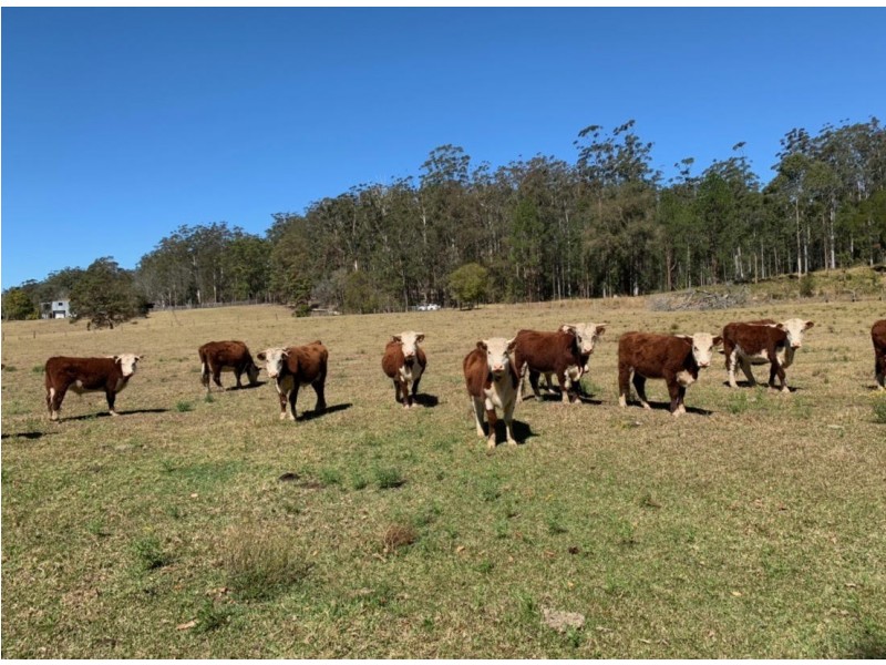 Lot 91 DP754445 Blackbutt Road, Herons Creek NSW 2443
