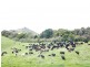 3500 Wingham Road, Comboyne NSW 2429