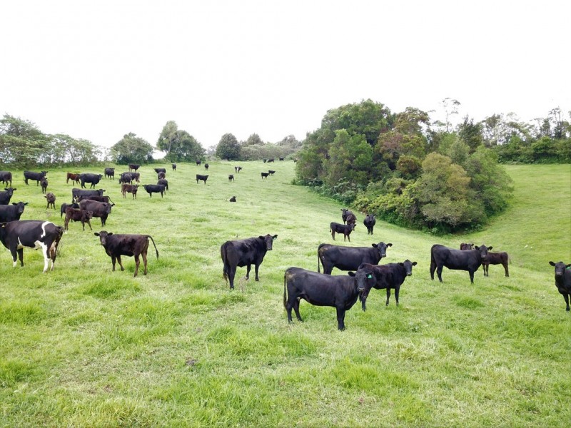 3500 Wingham Road, Comboyne NSW 2429