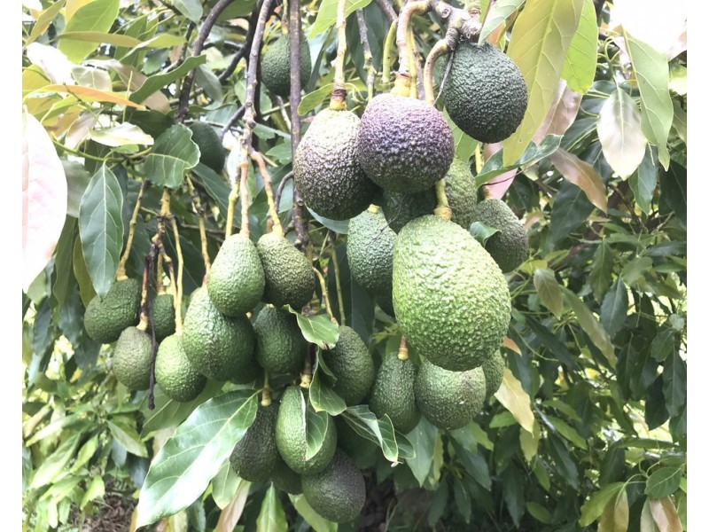 1528 Koppin yarratt Road, Comboyne NSW 2429