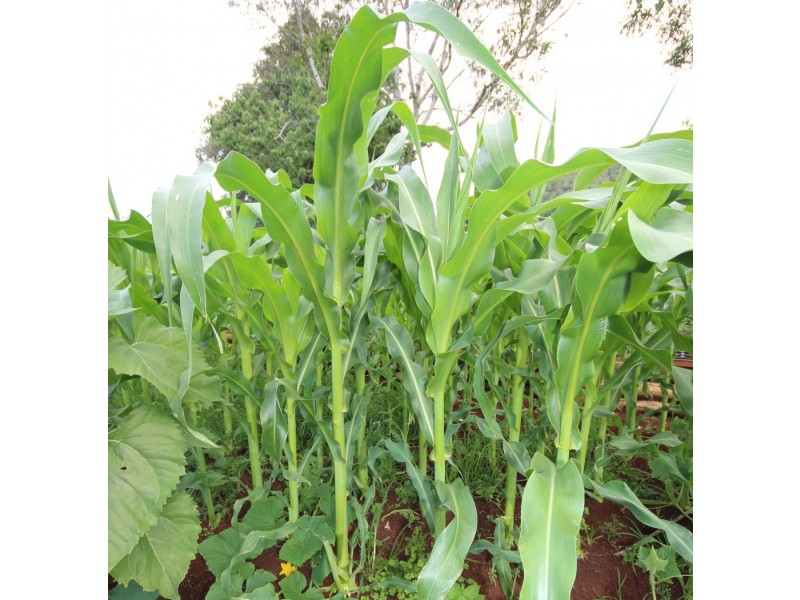 435 Toms Creek Road, Ellenborough NSW 2446