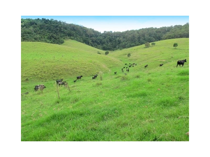 1052 Pipeclay Road, Beechwood NSW 2446