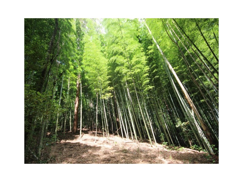 Lot 1 Hartys Creek Lane, Byabarra NSW 2446