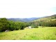 Birdwood NSW 2446