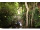 Birdwood NSW 2446