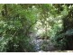 Birdwood NSW 2446
