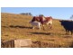 Wauchope NSW 2446