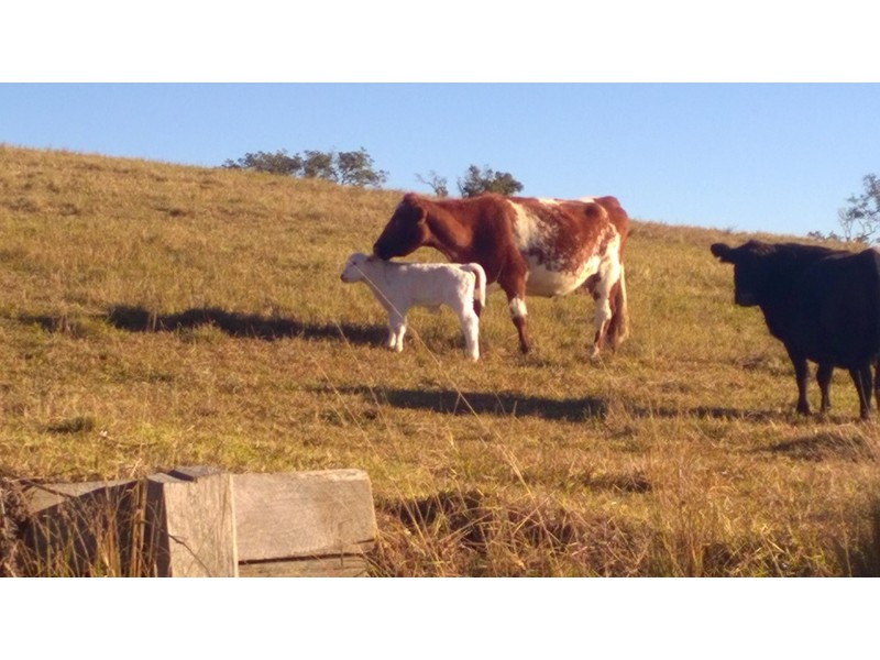 Wauchope NSW 2446