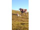 Wauchope NSW 2446