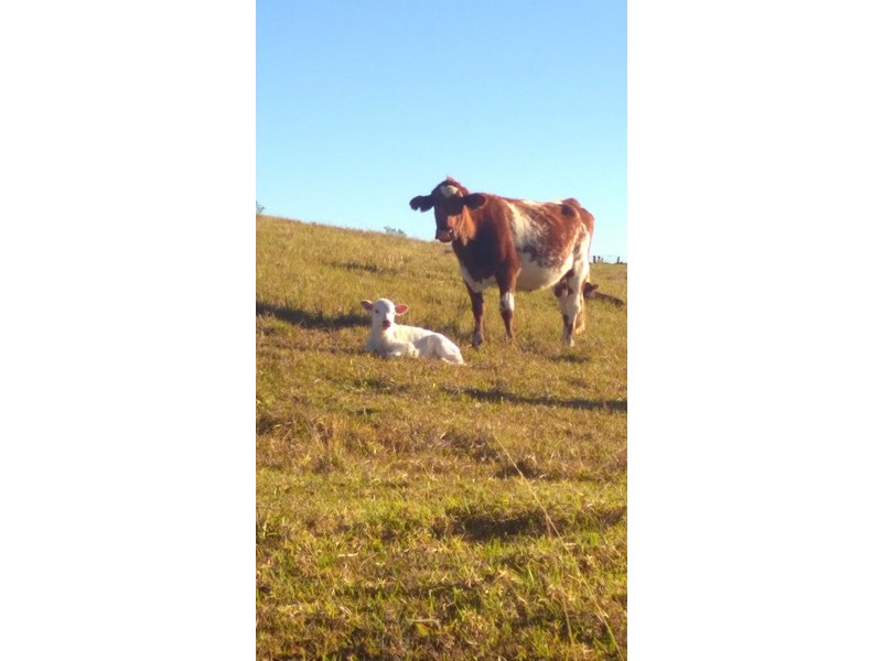 Wauchope NSW 2446