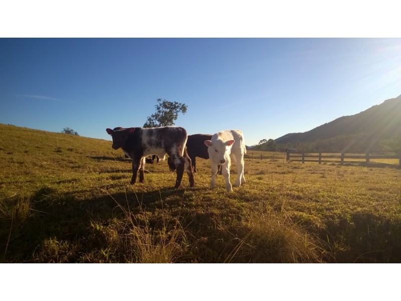 Wauchope NSW 2446