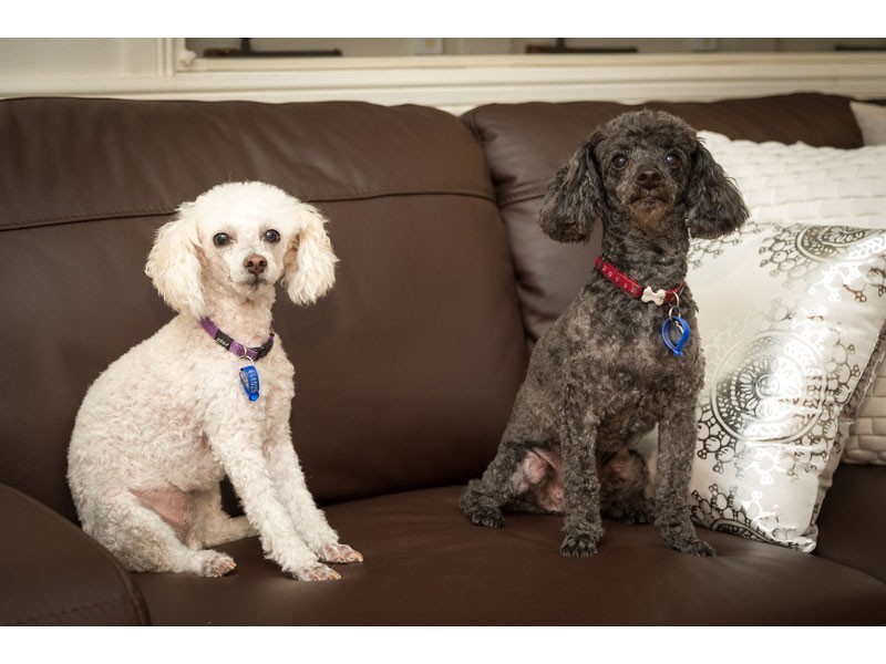 1/81 Oleander Drive, Ashgrove QLD 4060