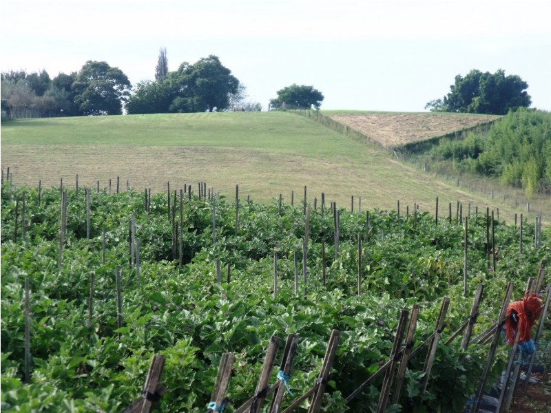 63 Abbotts Road, Kemps Creek NSW 2178