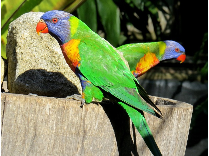 12 Murrawal Road, Stanwell Park NSW 2508