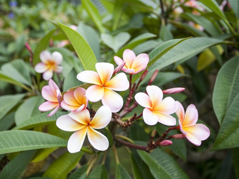 18 Park Street, Coledale NSW 2515