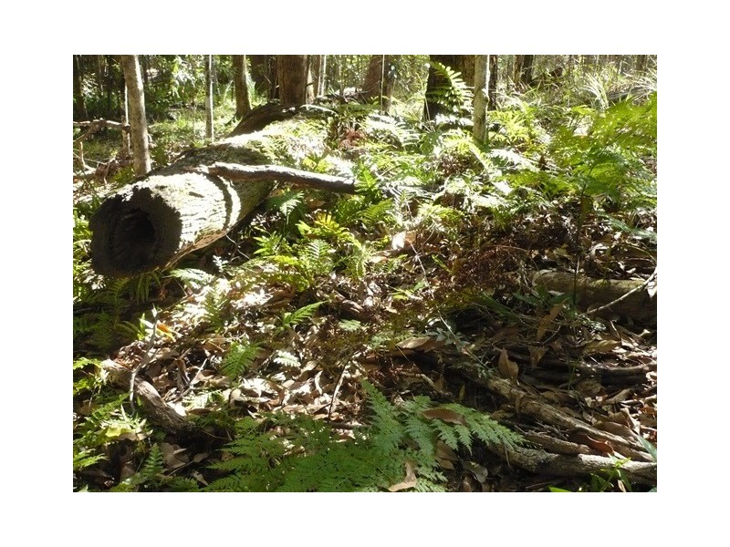 28 Sugargum Place, Black Mountain QLD 4563