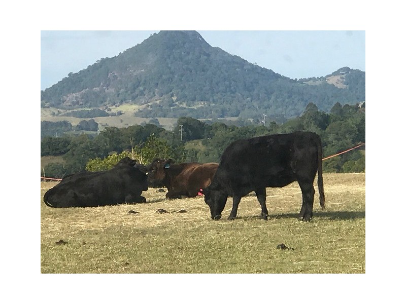 218 Cooroy Belli Creek Road, Cooroy QLD 4563