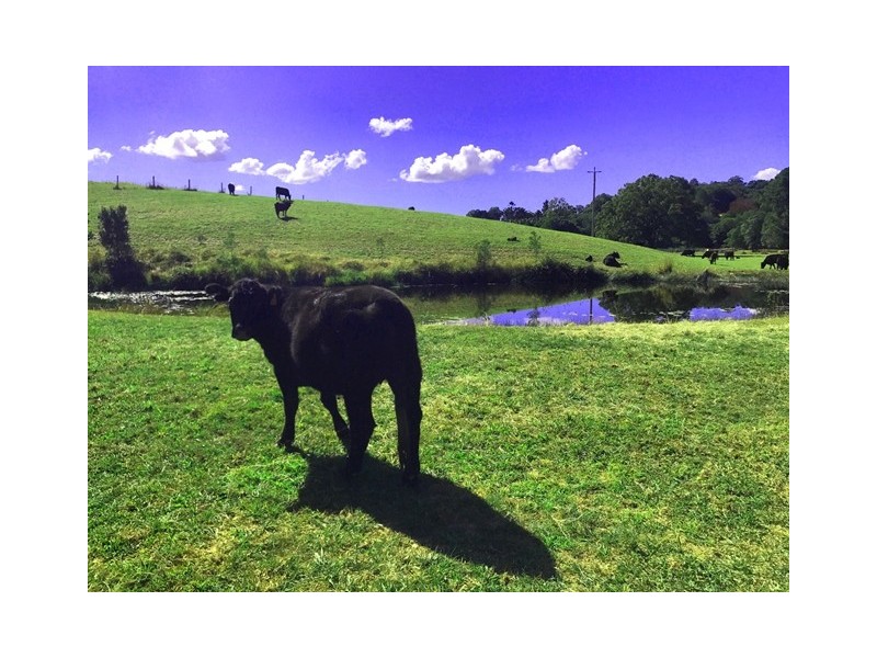 218 Cooroy Belli Creek Road, Cooroy QLD 4563