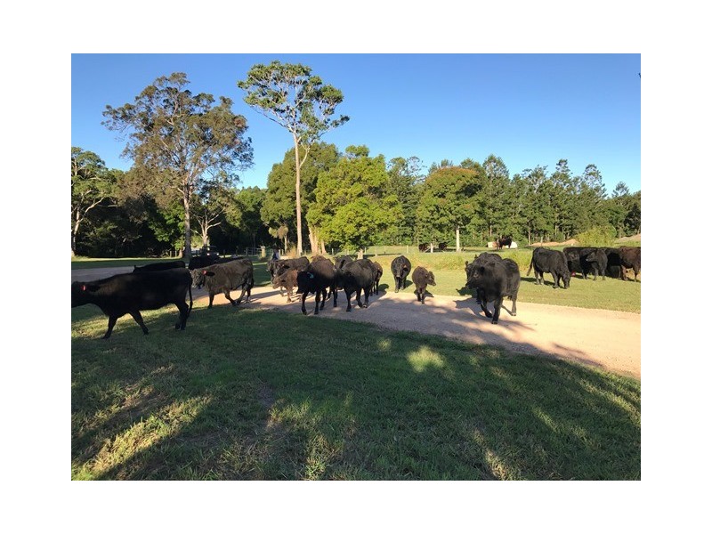 218 Cooroy Belli Creek Road, Cooroy QLD 4563