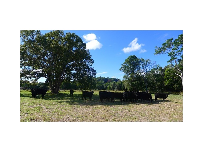 218 Cooroy Belli Creek Road, Cooroy QLD 4563