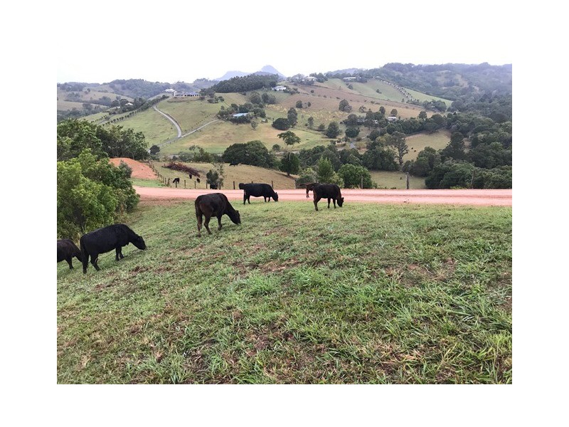 218 Cooroy Belli Creek Road, Cooroy QLD 4563