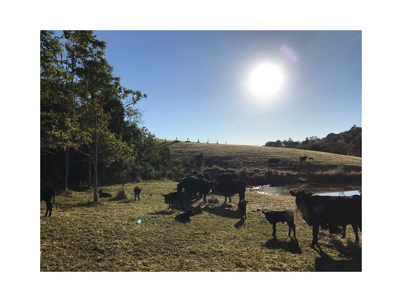 218 Cooroy Belli Creek Road, Cooroy QLD 4563