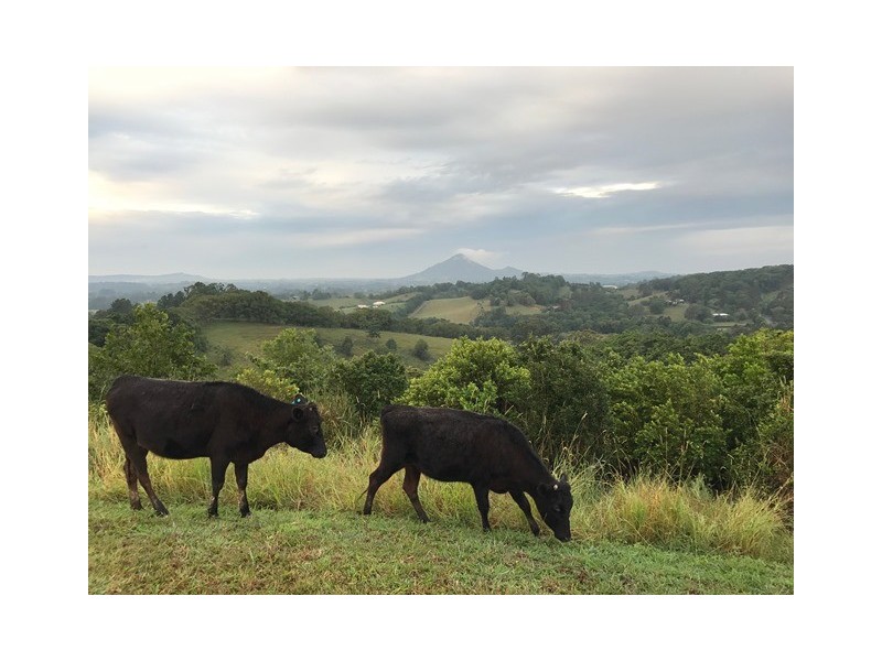 218 Cooroy Belli Creek Road, Cooroy QLD 4563