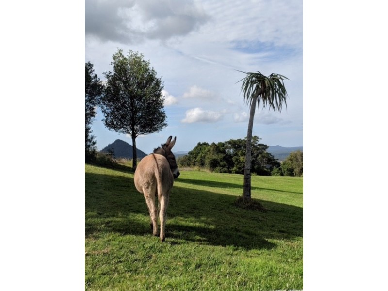 303 Tablelands Road, Cooran QLD 4569