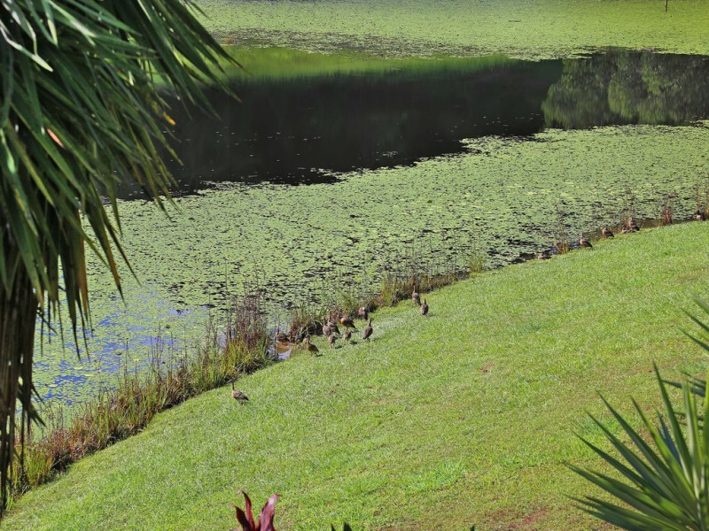 60 Belleden Place, Cooroy QLD 4563