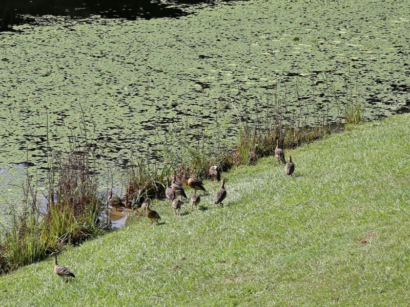 60 Belleden Place, Cooroy QLD 4563