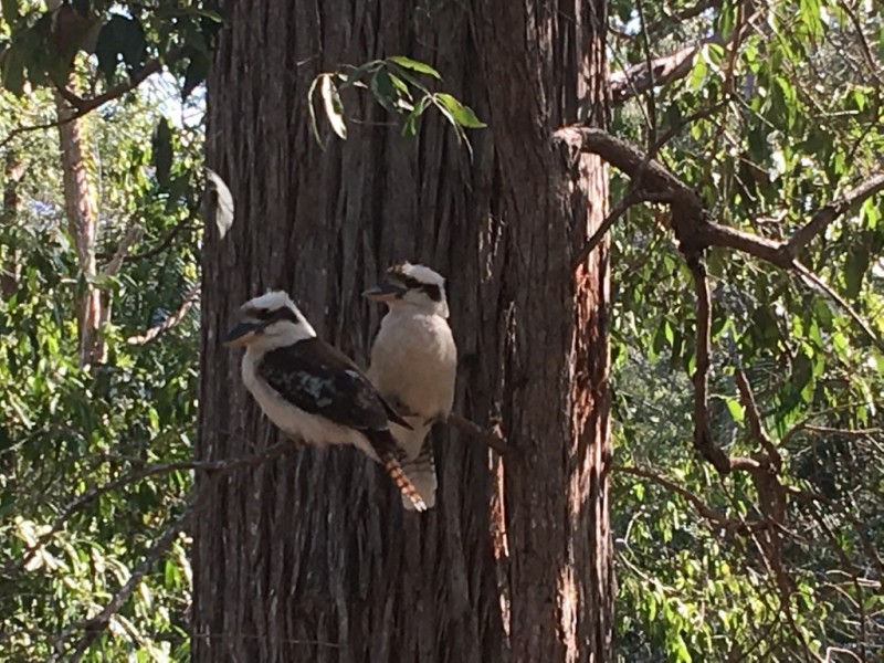 12B Gumleaf Close, Doonan QLD 4562