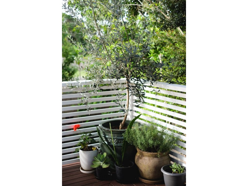 14 Opal Street, Cooroy QLD 4563