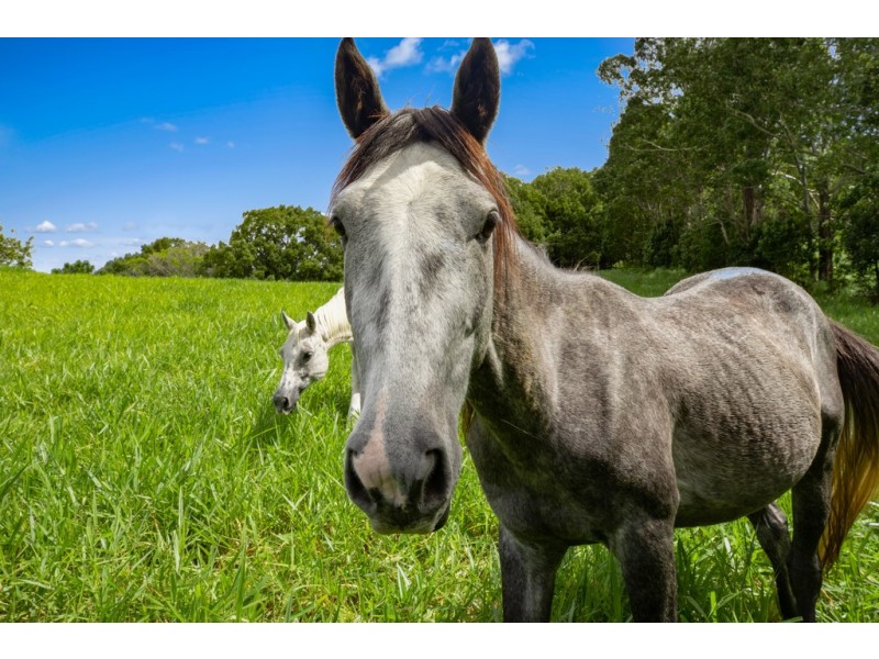 1055 Pomona Kin Kin Road, Kin Kin QLD 4571