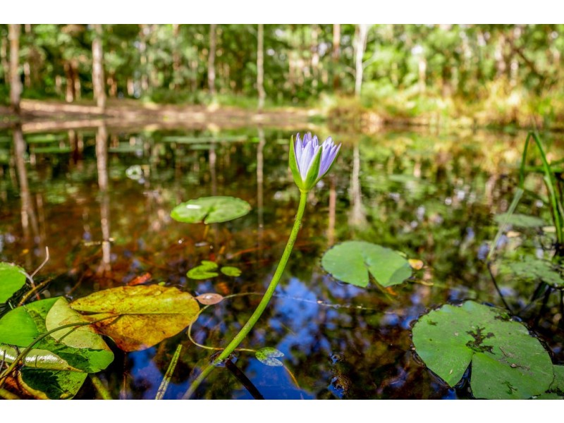 44 Pottery St, Pomona QLD 4568