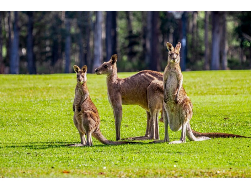 44 Pottery St, Pomona QLD 4568