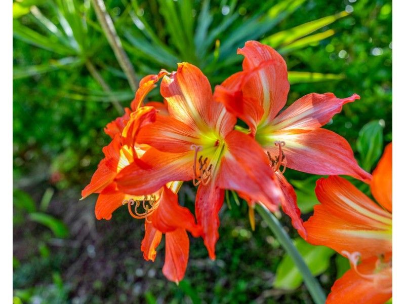 16 Crystal Street, Cooroy QLD 4563