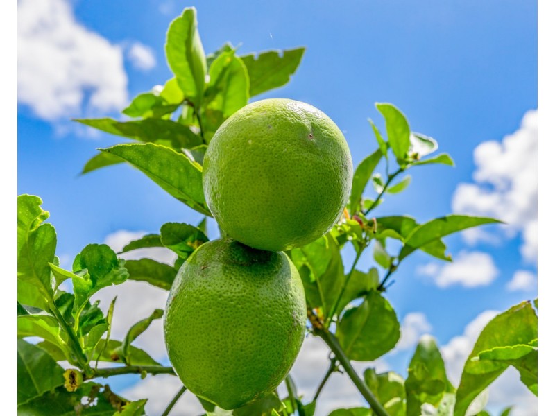 226 Ocean View Road, Cooroy QLD 4563