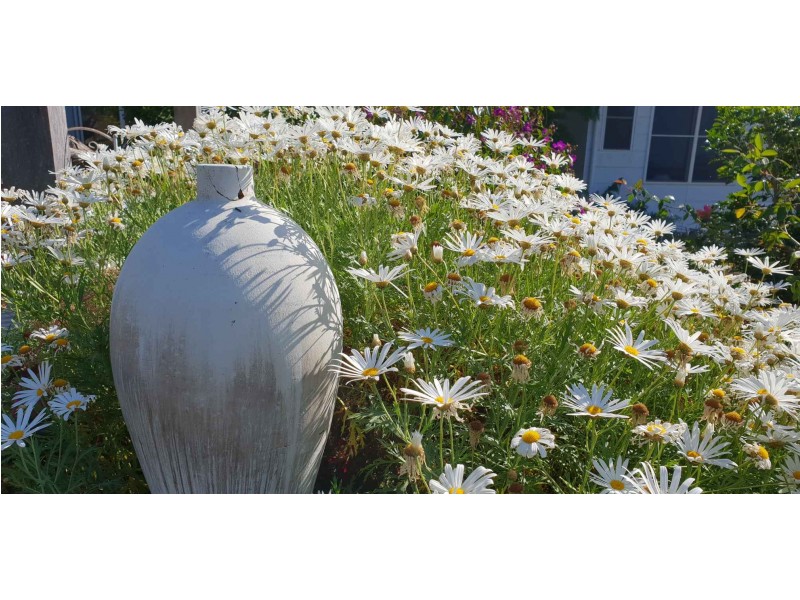 19 Lorikeet Lane, Cooroy QLD 4563