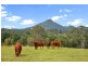 Lot 50 (141) Cooroy Belli Creek Rd, Cooroy QLD 4563