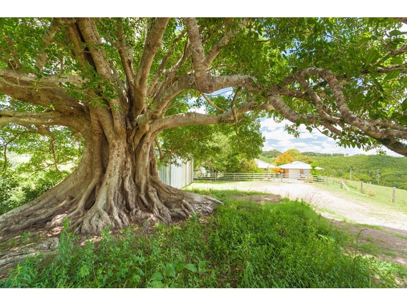 595 Black Mountain Road, Black Mountain QLD 4563