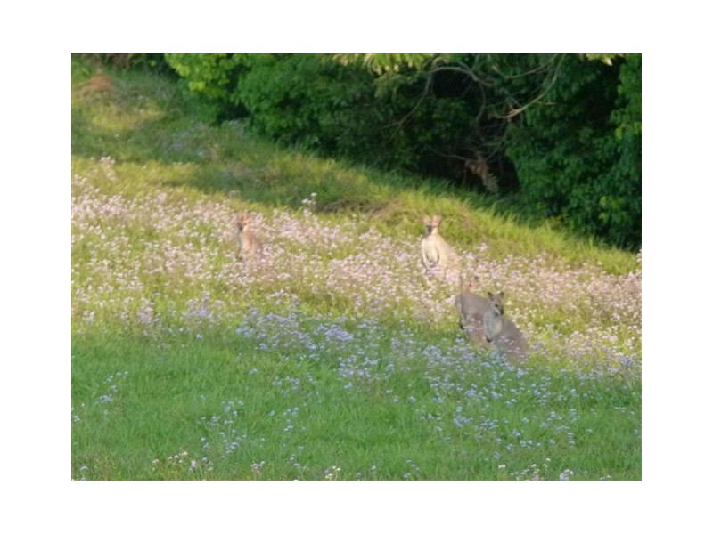 201 Ocean View Road, Cooroy QLD 4563