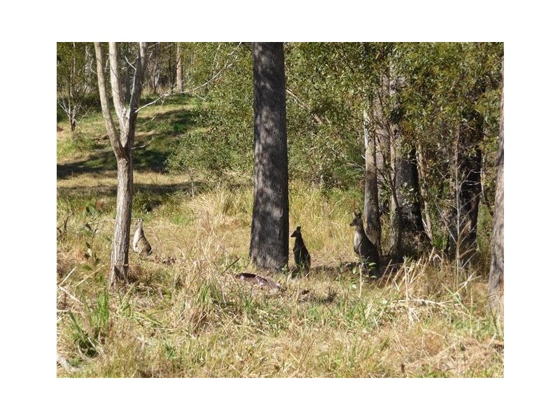 Lots 144 and 145 Traveston Rd, Traveston QLD 4570